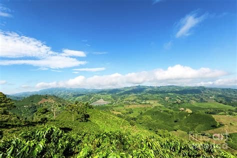 La Cumparsita Coffee Farm: From Caldas to Your Cup