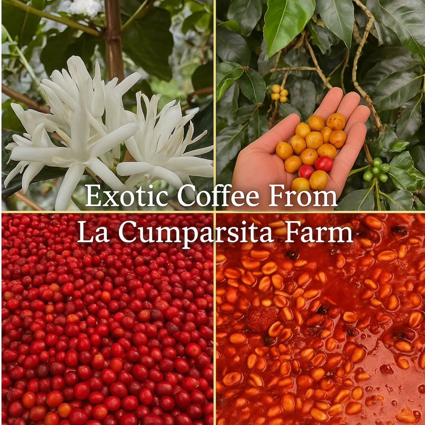 Café de filtro individual – Paquete de 4 unidades precargadas, variedad colombiana, café de especialidad de origen único