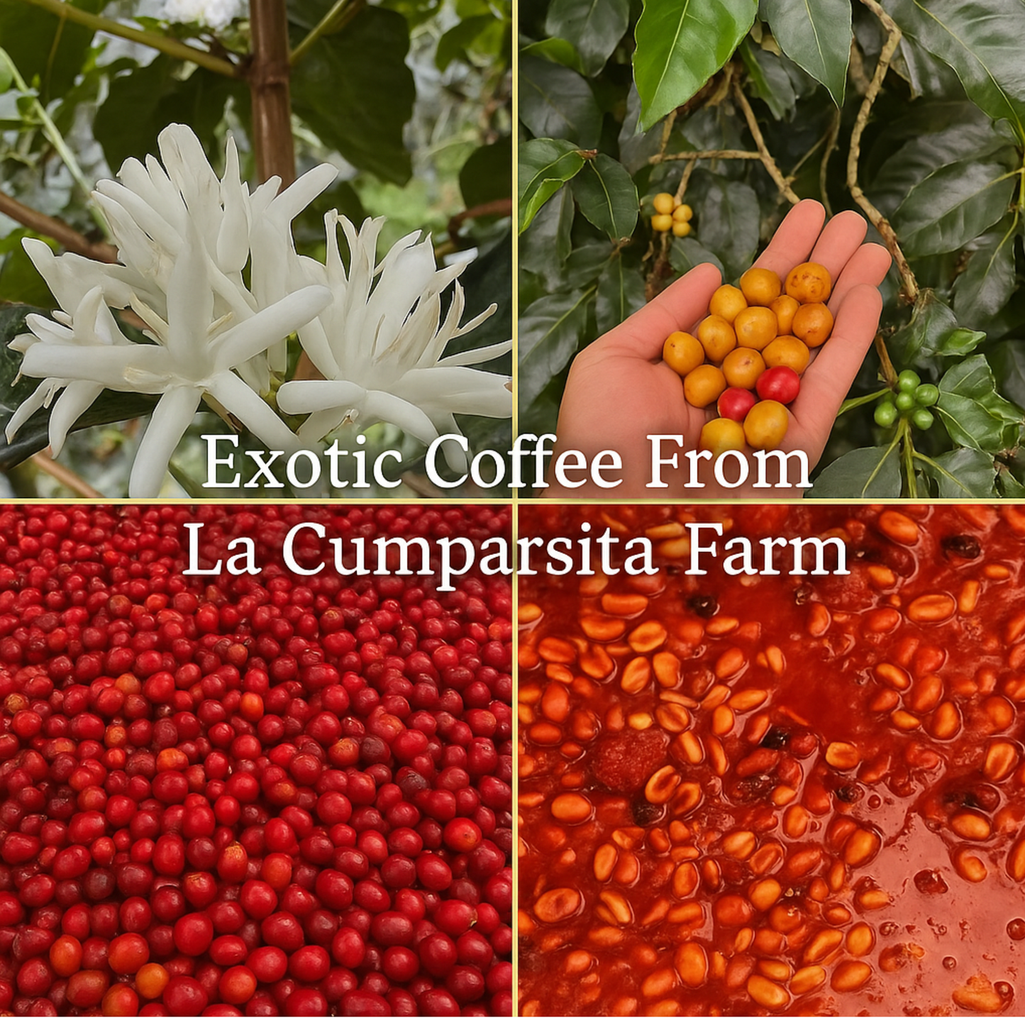 Café de goteo individual: variedades y sabores exóticos