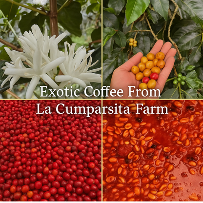 Café de goteo individual: variedades y sabores exóticos