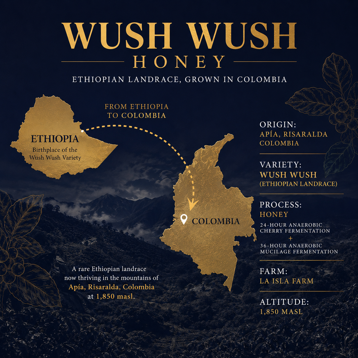 Wush Wush Honey | Rare Ethiopian Landrace | Colombian Specialty Coffee